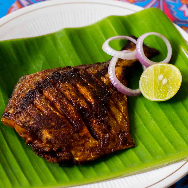Kingfish fry